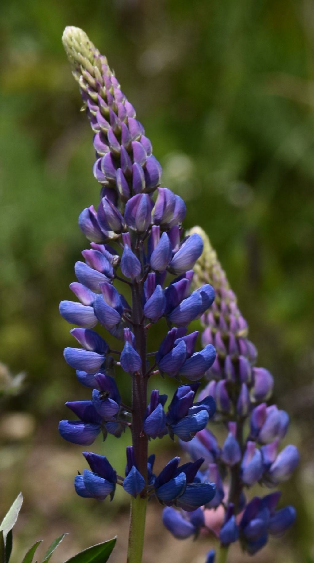 Lupino ... Lupinus polyphyllus